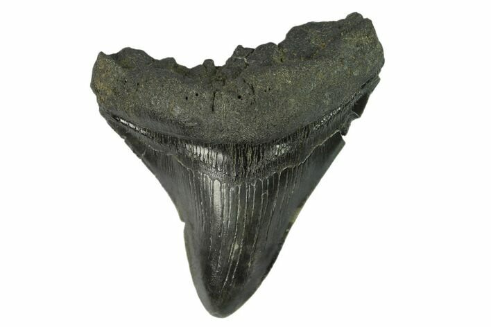 Bargain, Fossil Megalodon Tooth - South Carolina #124695